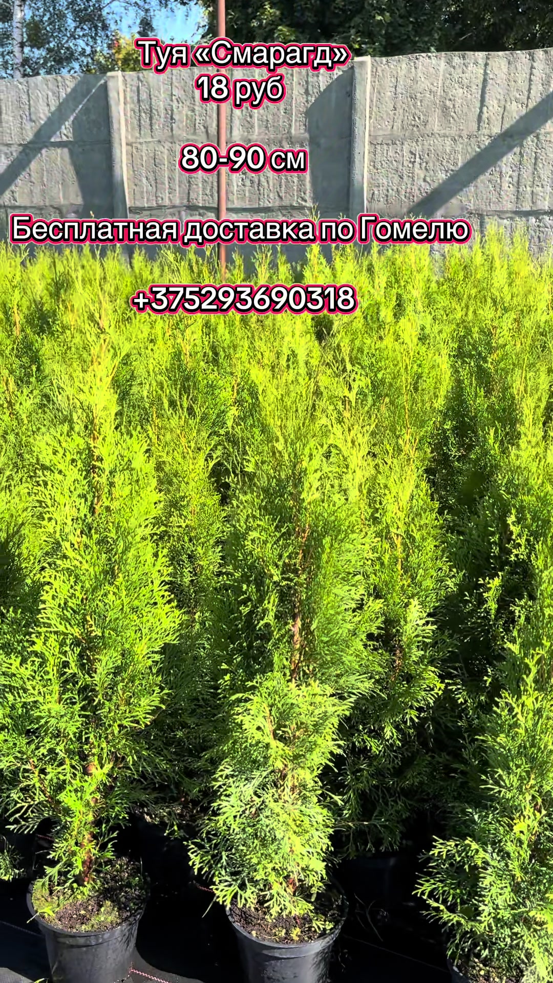 @lavender_garden_gomel