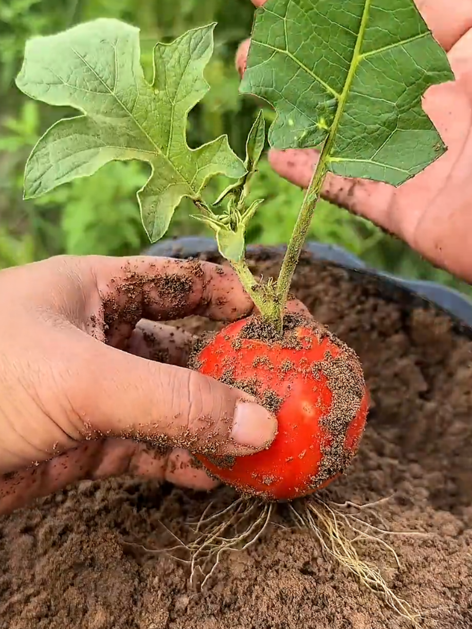 @PlantsLife