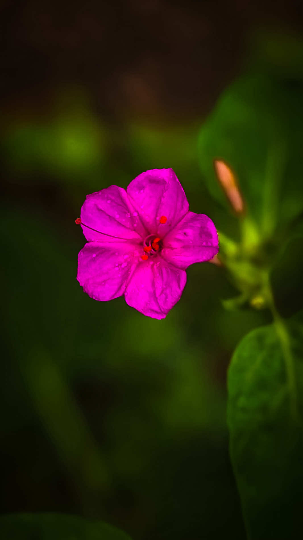 @𝑻𝒂̂𝒏 𝑻𝒉𝒊
