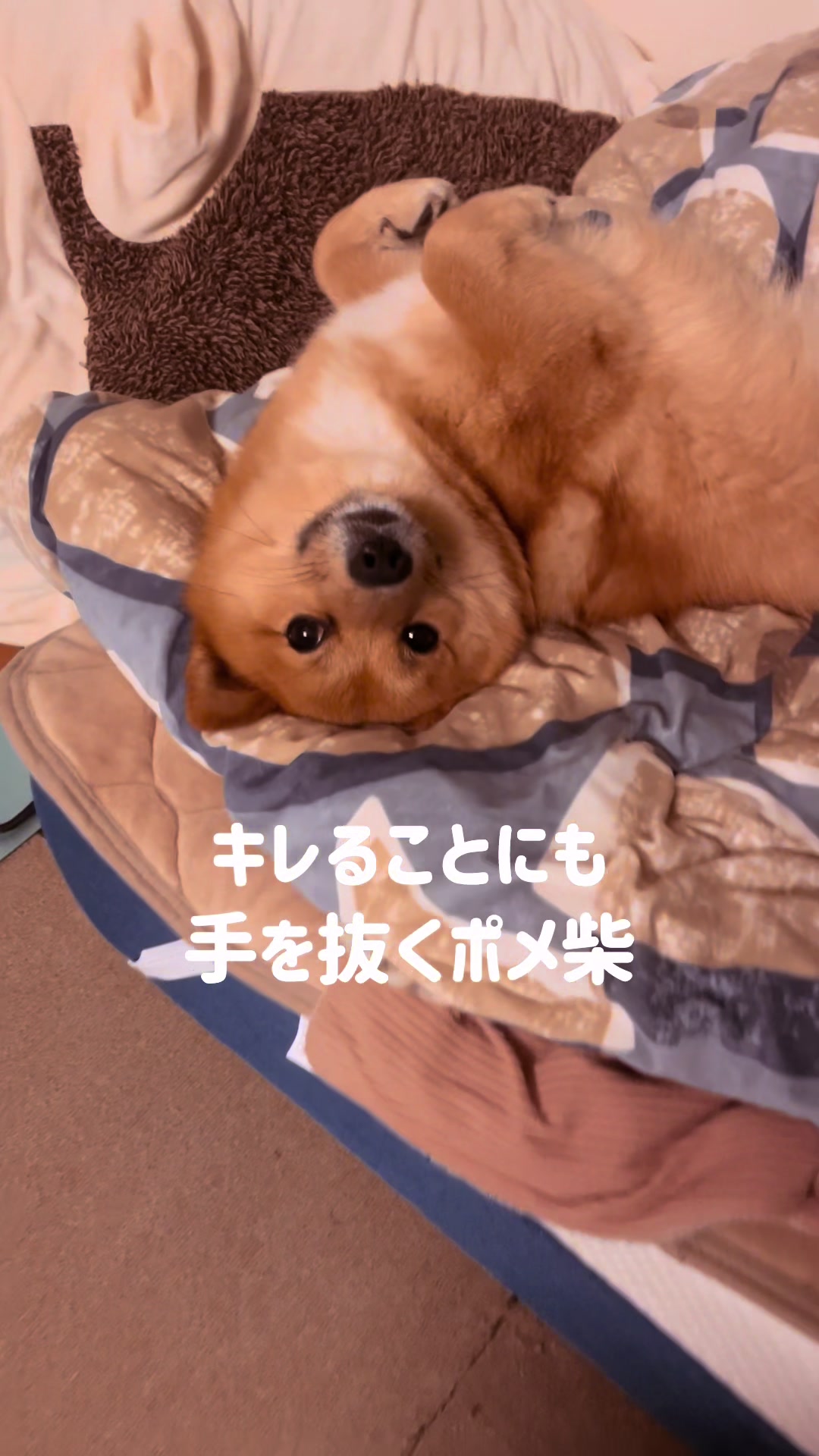 @ポメ柴もなか(もちゃ)୭