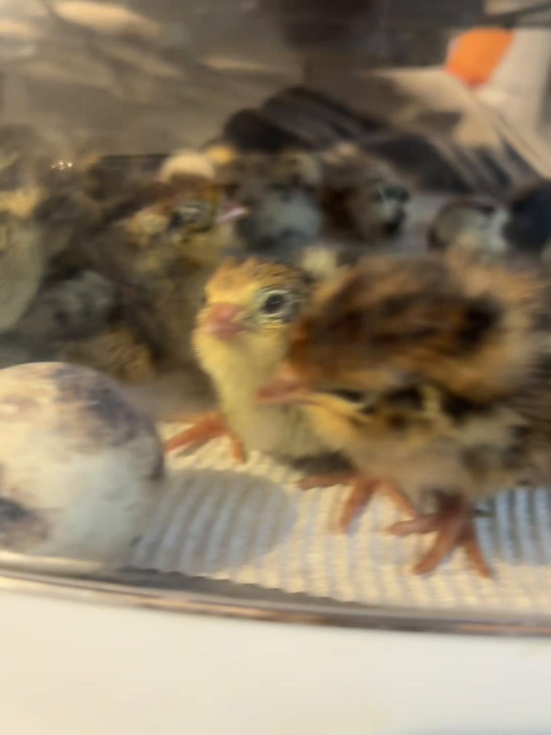 @crochetingchicken
