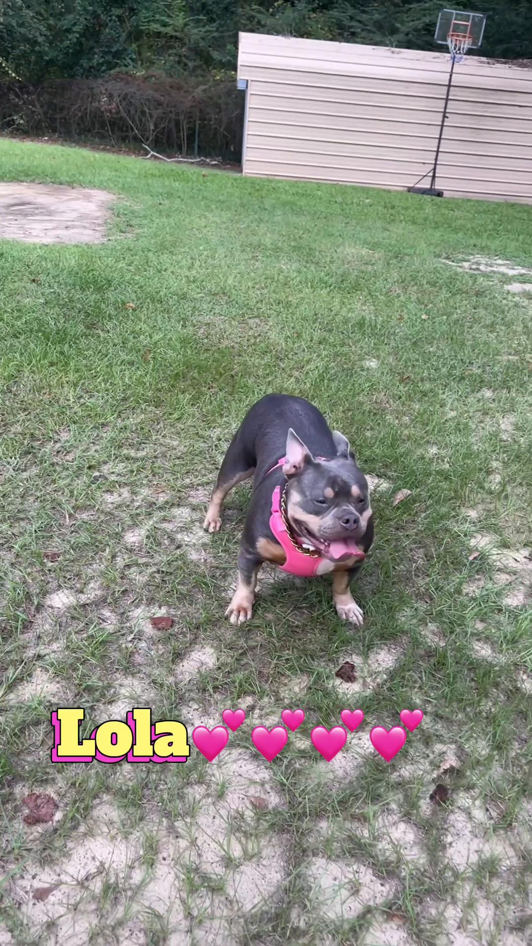 @gardnerkennel08