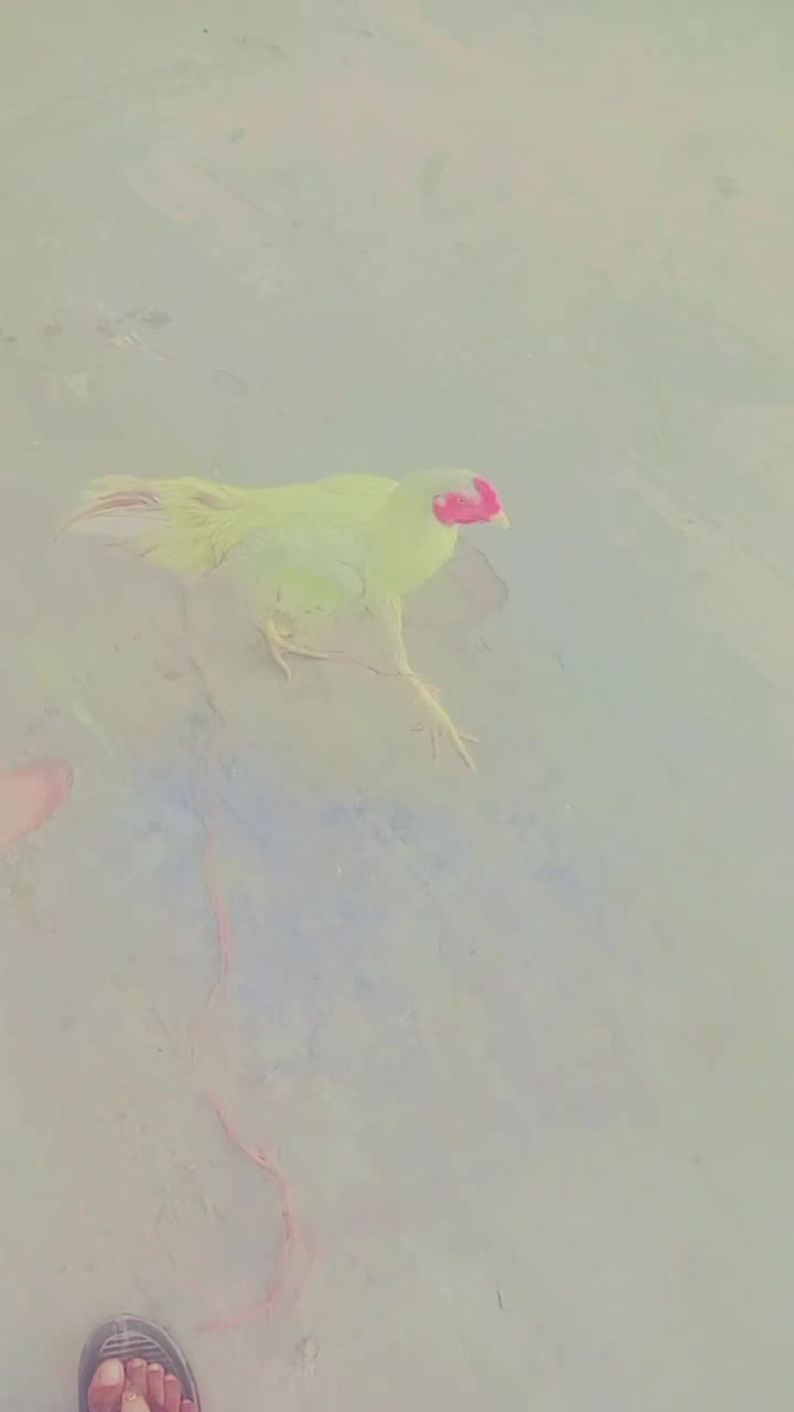 @بَابَا سَا٘ئیں٘