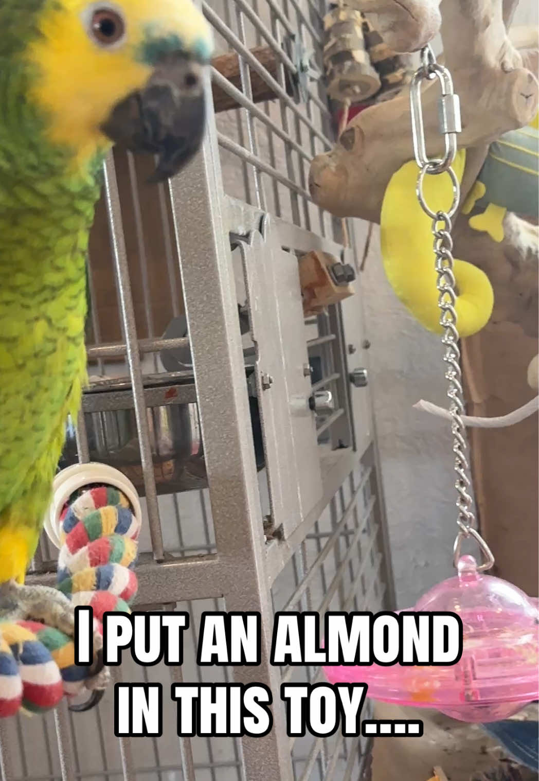 @imforthebirds