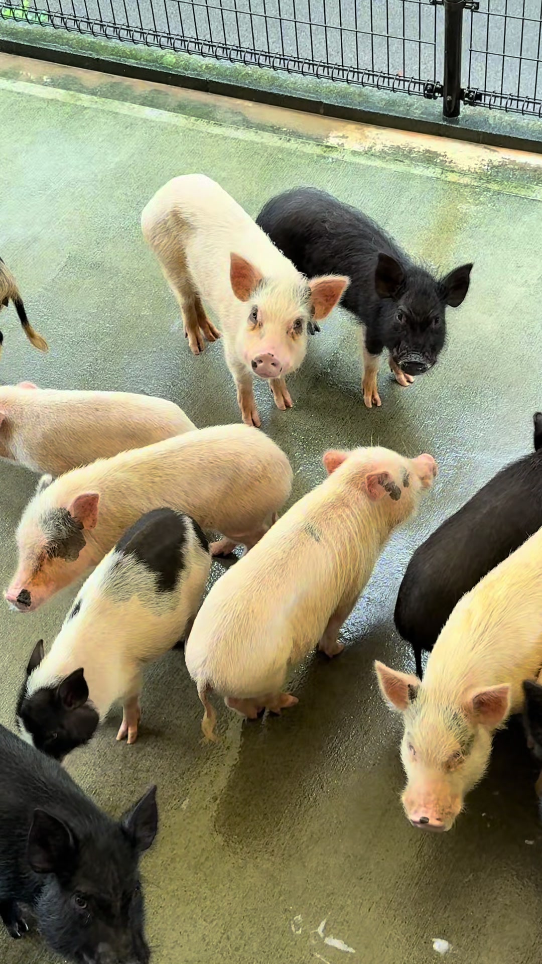 @pignic
