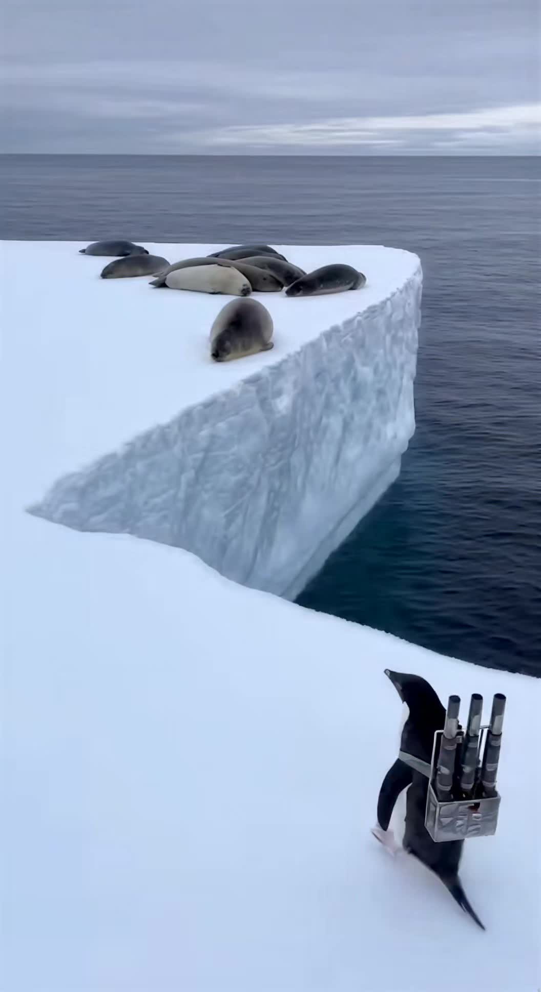 @VideoTop
