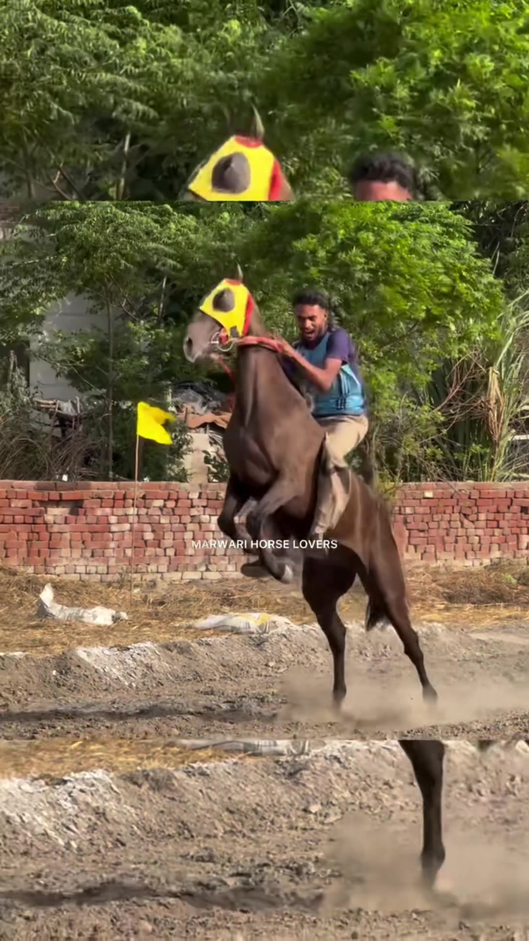 @🏇 MARWARI HORSE RACING 🏇