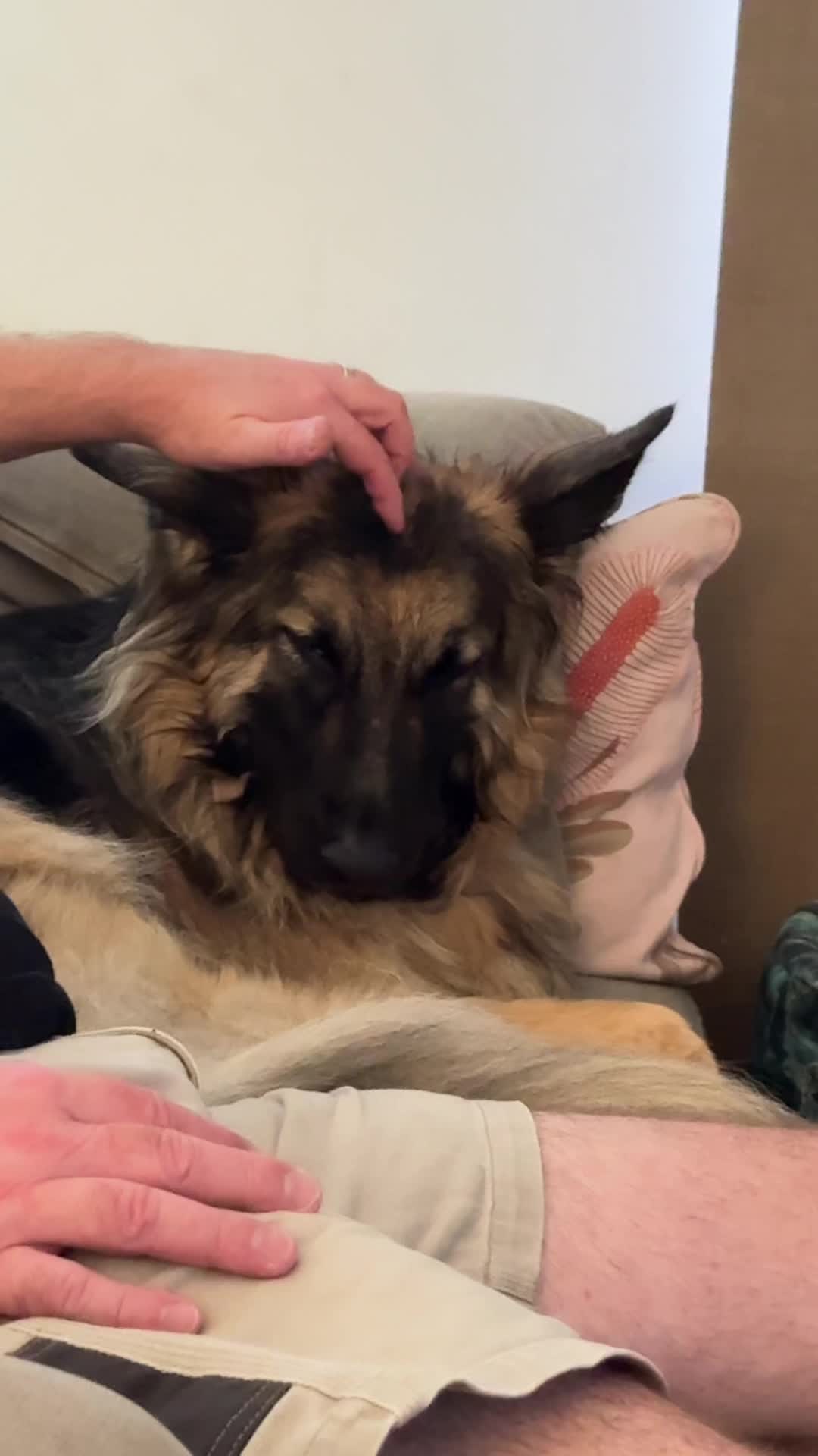 @Indy German Shepherd