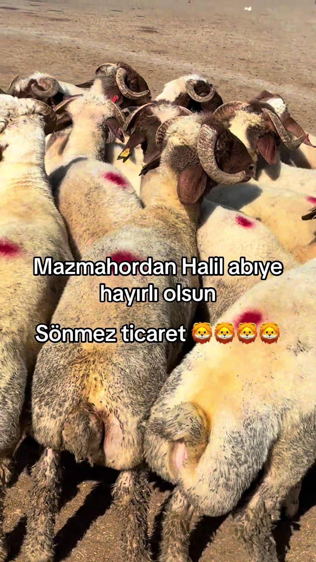 @Ahmet Sönmez