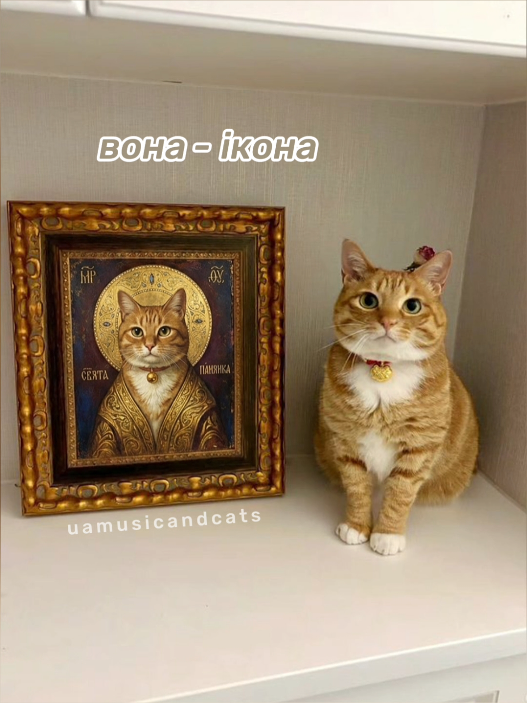 @🎧 музика і котики 🐱