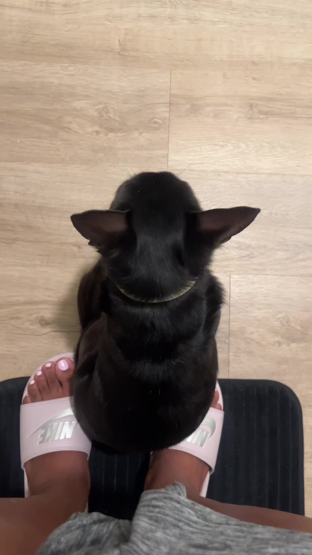 @Blackjack_Chihuahua