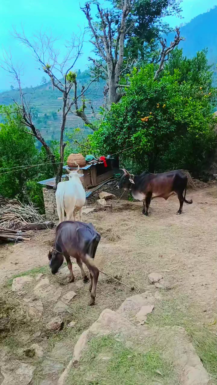 @डाँडाको बतास