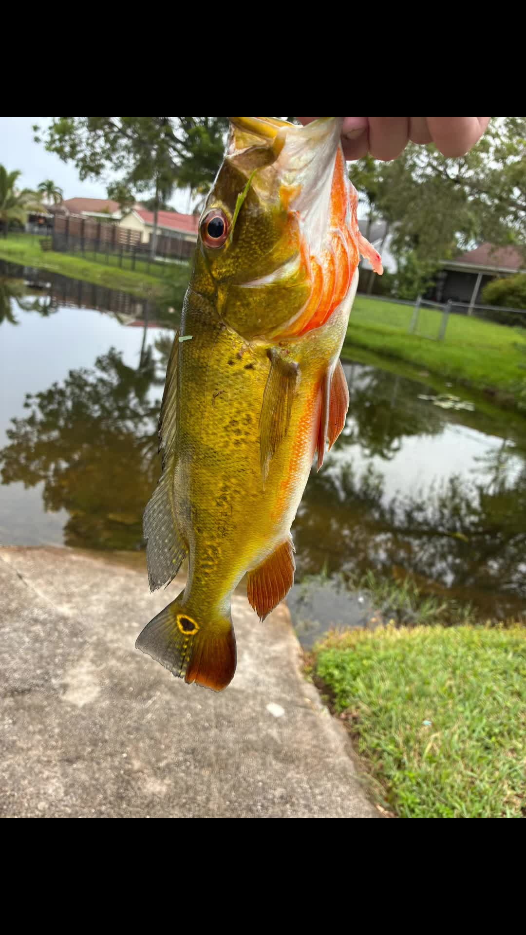 @Teamfishing