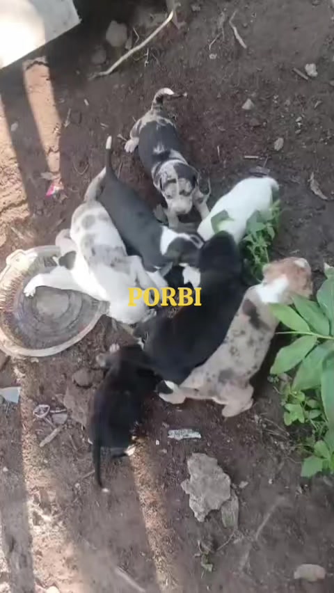@PORBI GACOR 77