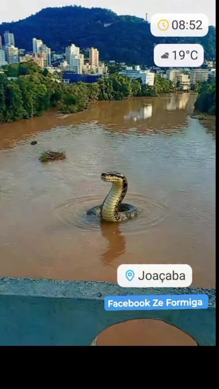 @Silva Rodrigo