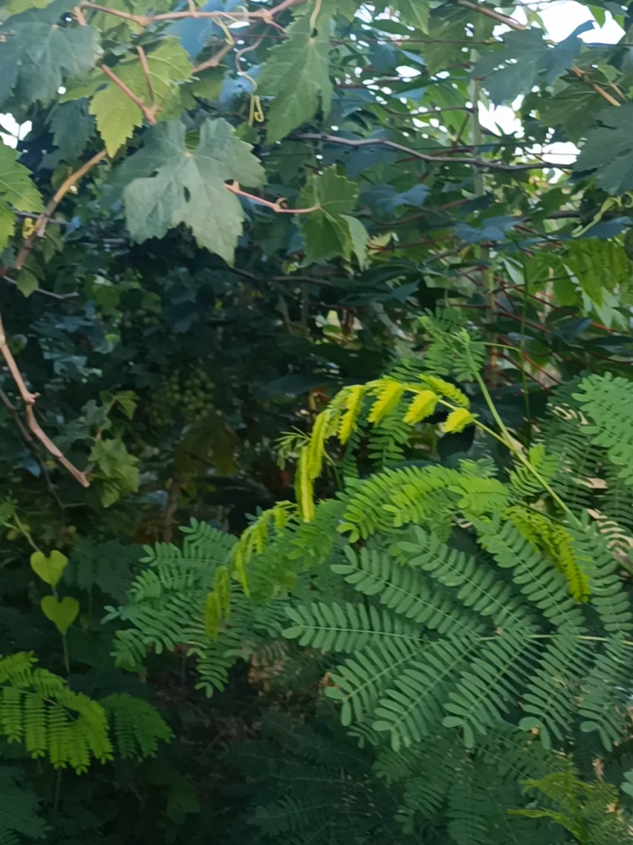 @DNA Garden