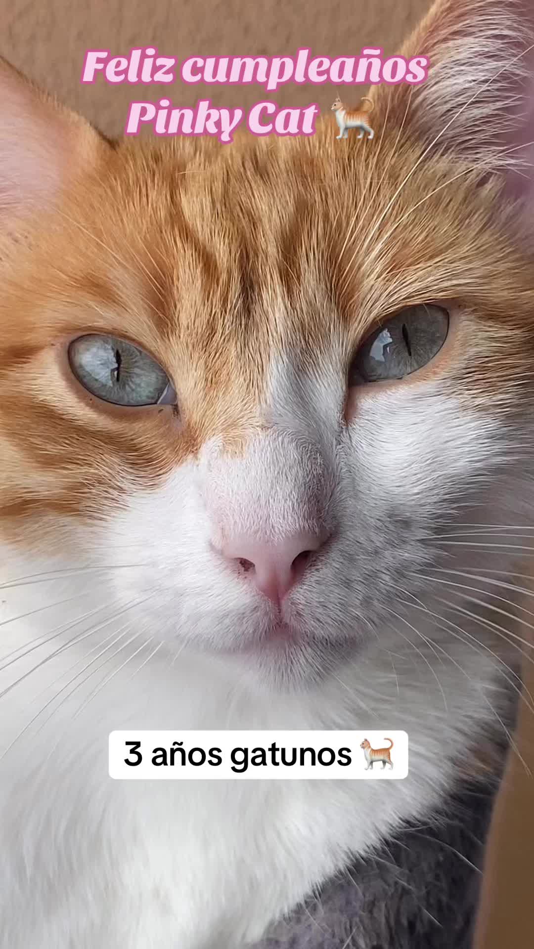@Pinky😸&Zoe 😸& ApoloCat 😻