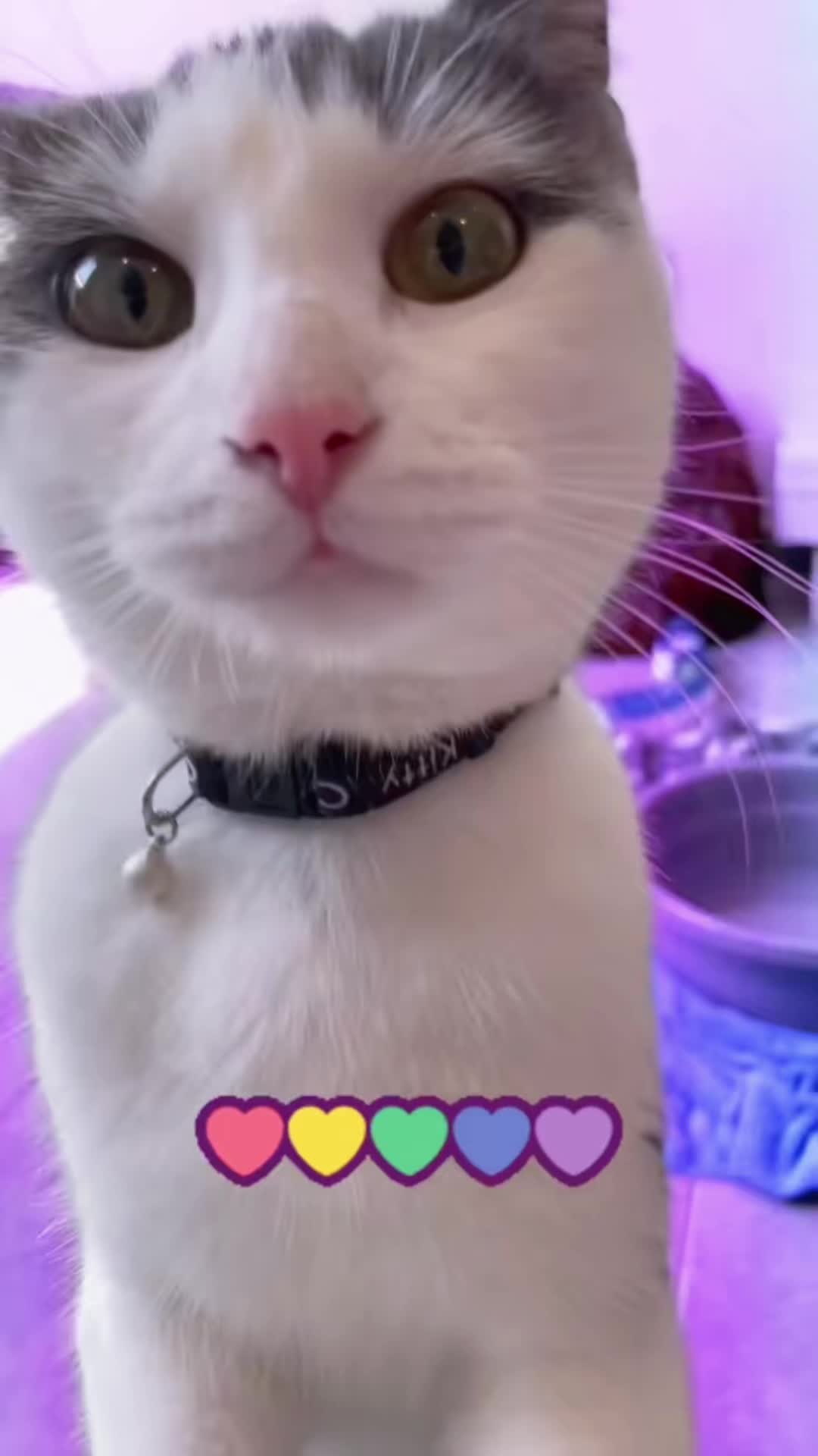 @ronnie_the_cat_be 💎