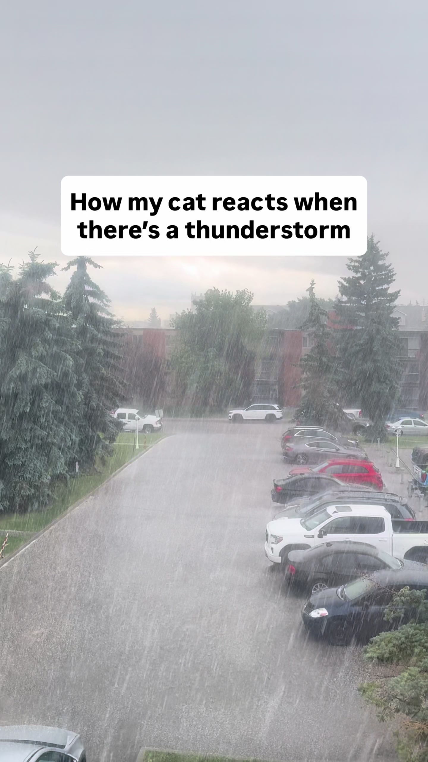 @Three Nawty Cats