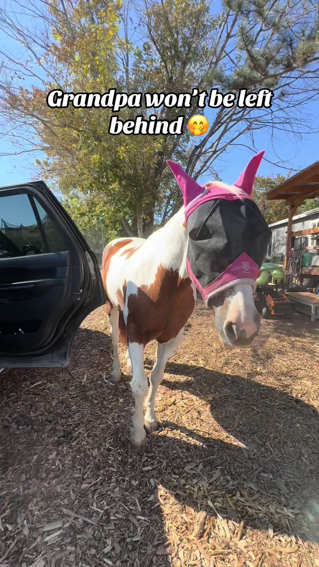 @Hot Sauce the Mini horse 🐎