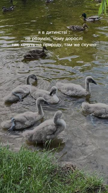 @Віолета