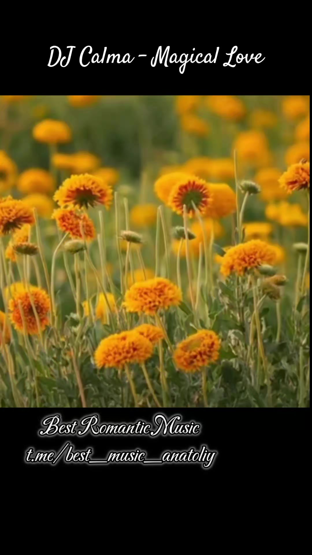 @Best Music