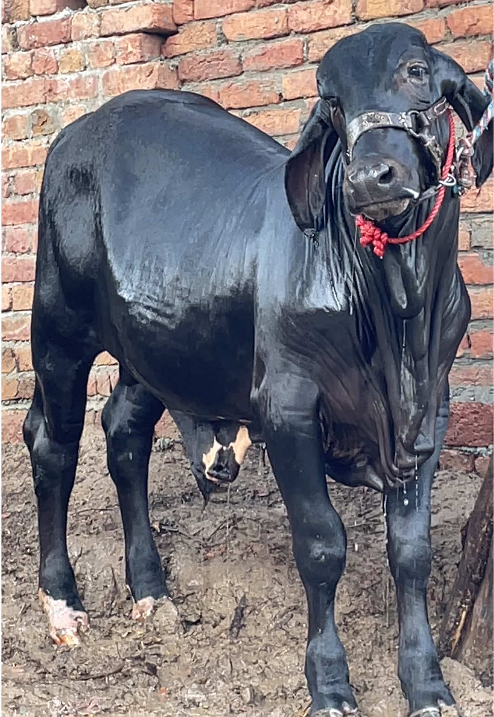 @Ustad Jee Cattle Farm