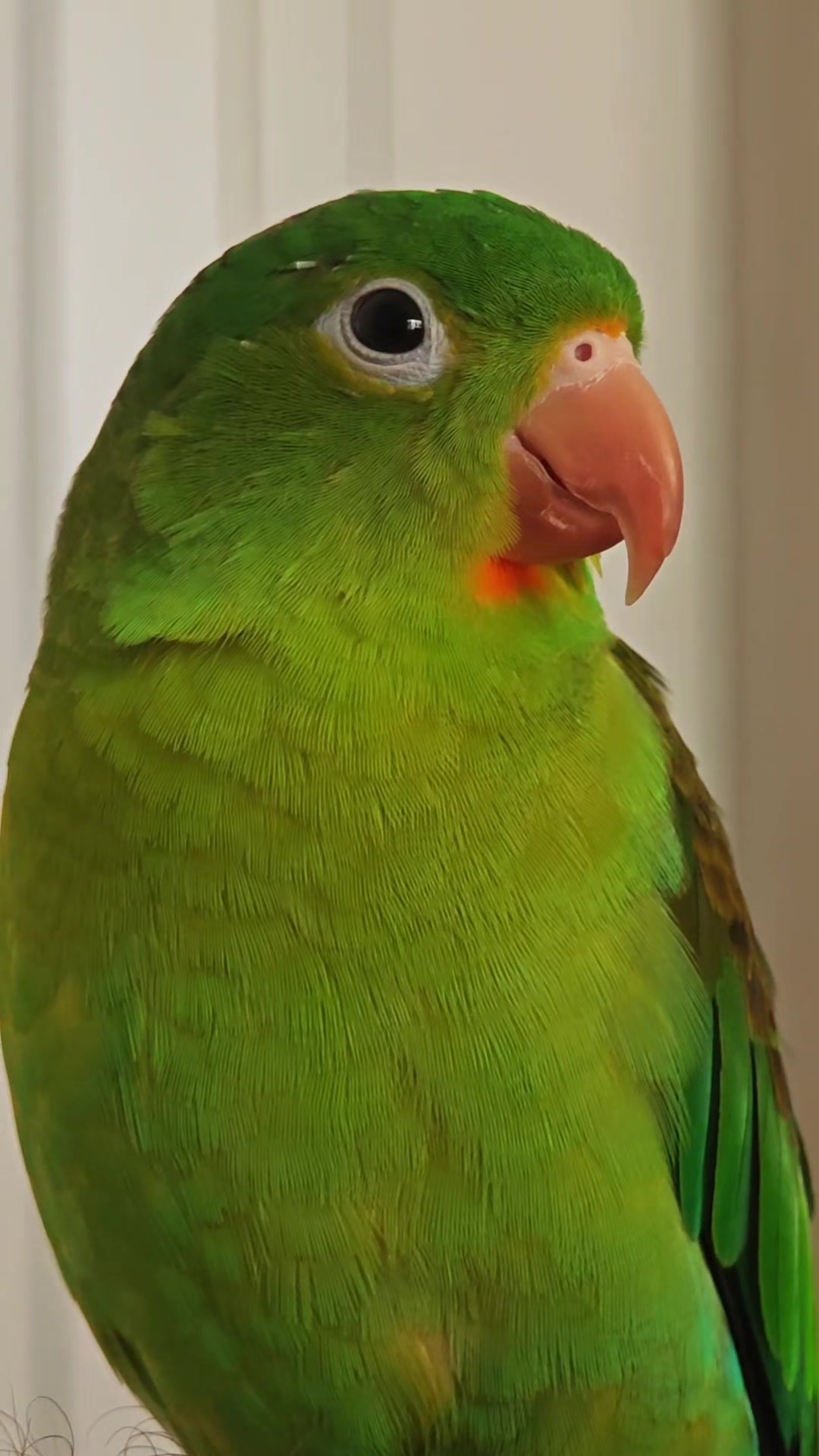@Pohli
