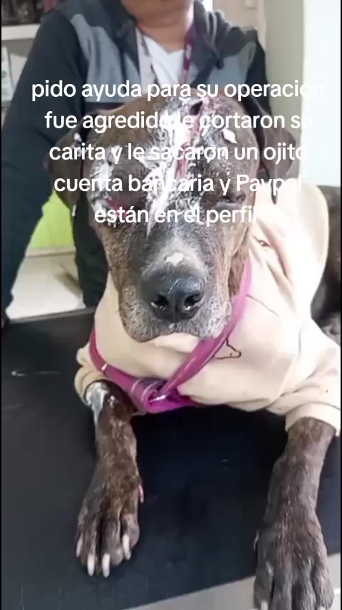 @Rescateyrefugio2