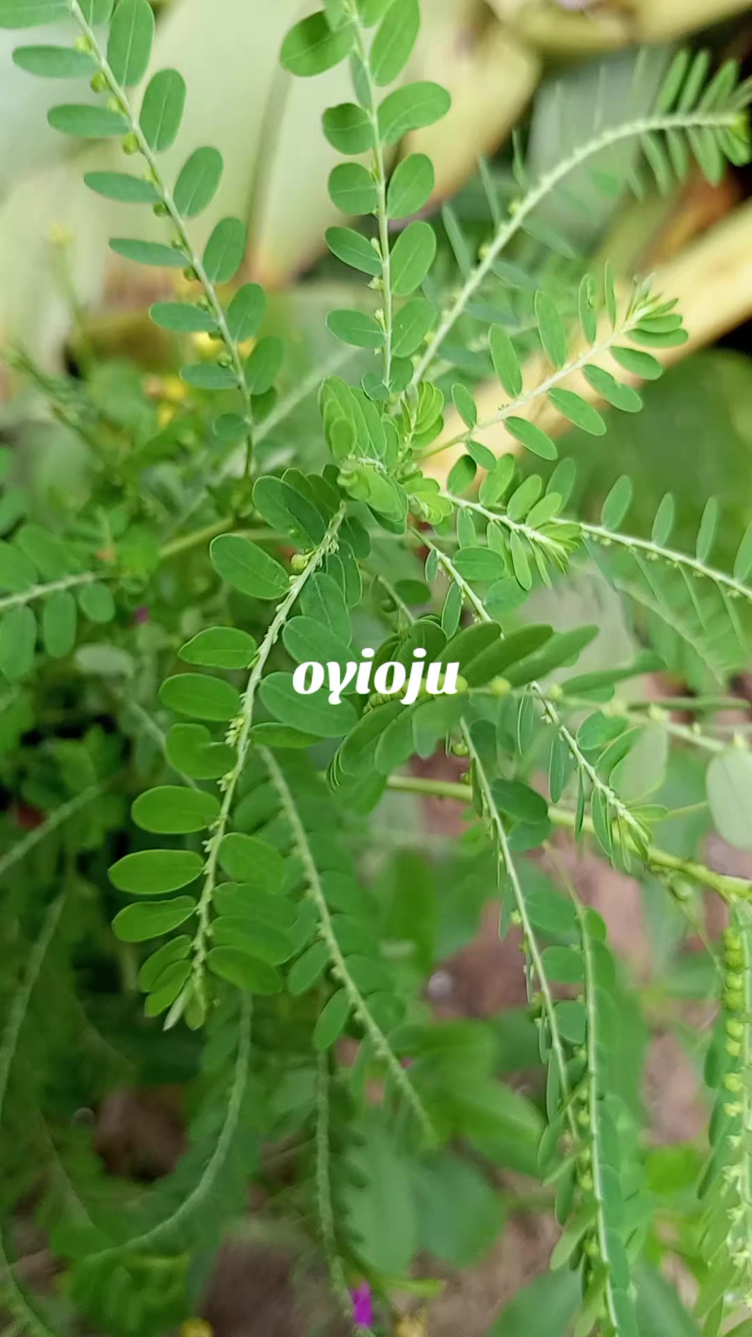 @Dr Omltognu Ogbomnso