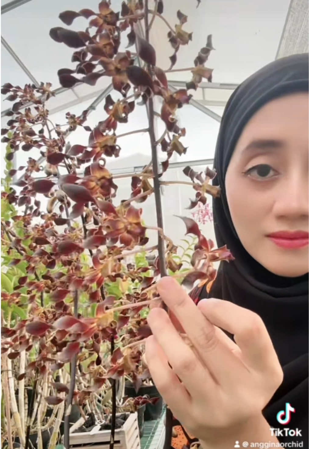 @Anggina Orchid