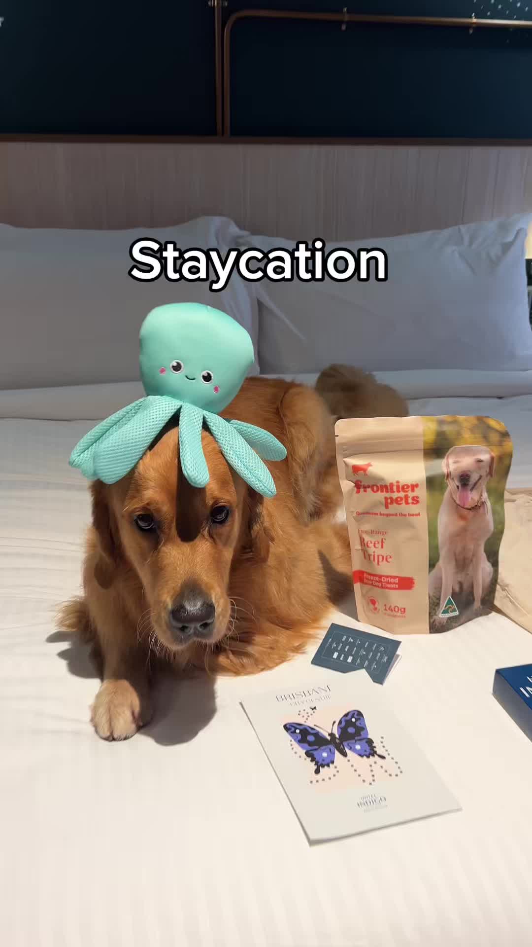 @Brisbane Dog Friendly