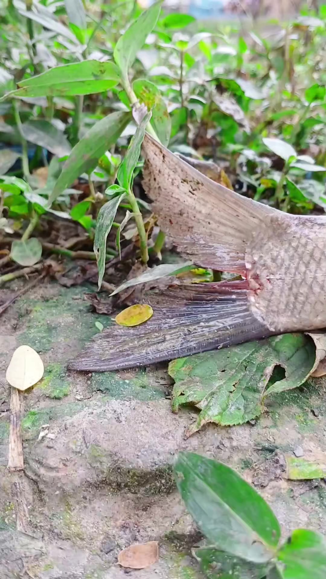@সুজন মিয়া