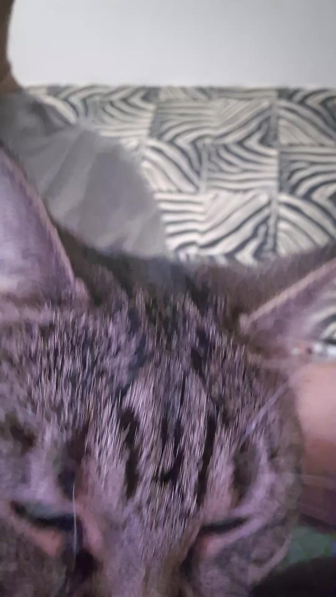 @Fluffy Cat