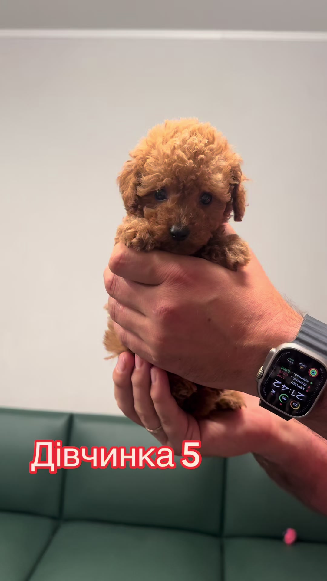 @Puppy’s Maltipoo Kiev