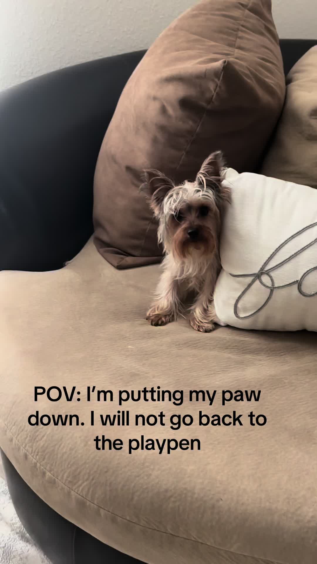 @Penny the Yorkie