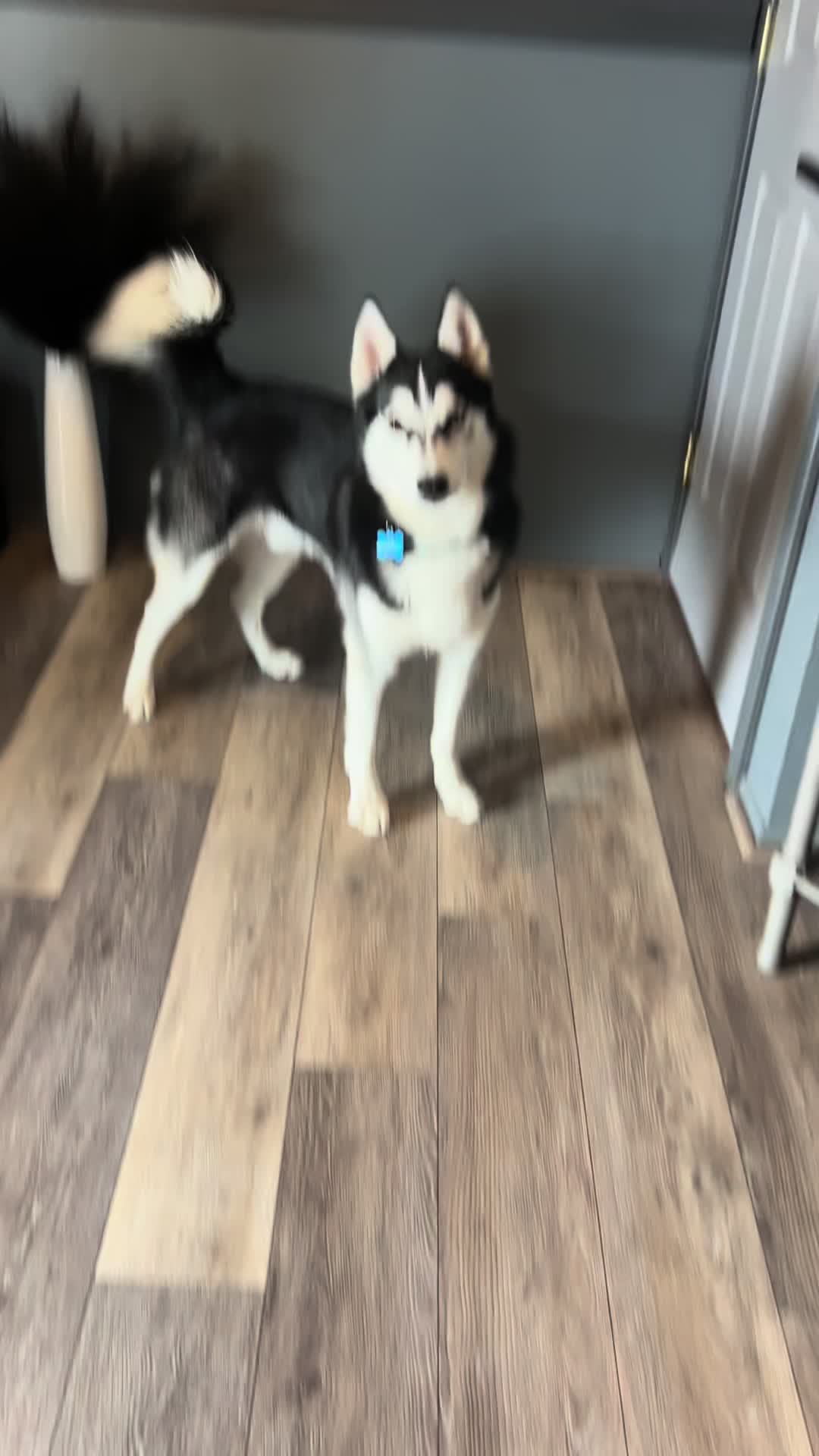 @🌺Crystal&herhuskies🐾