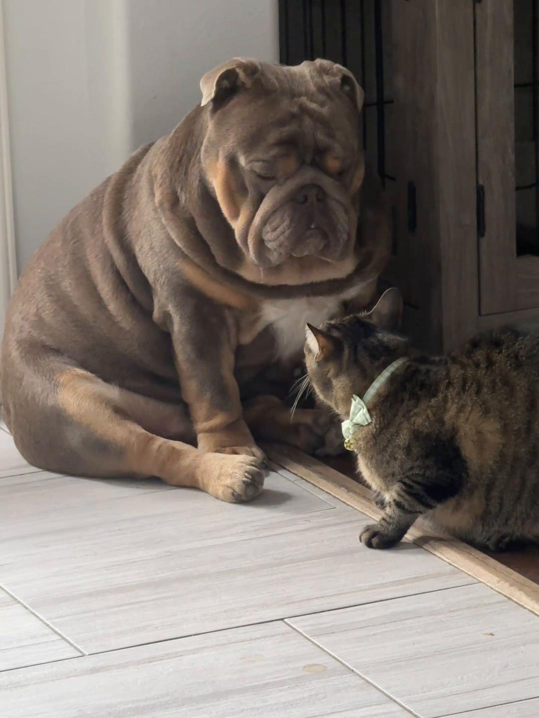 @RawlsTheBulldog