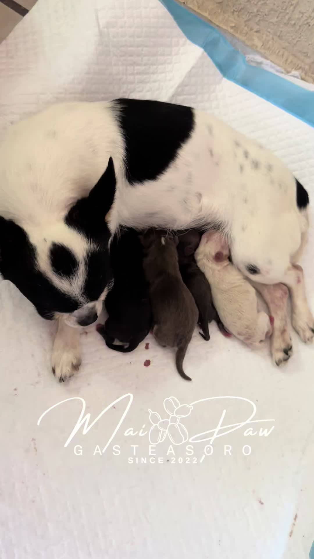 @MaiPaw