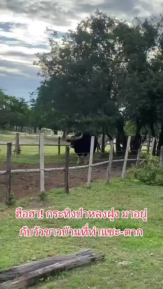 @มะหิสุตัง💜🕷️🕸️