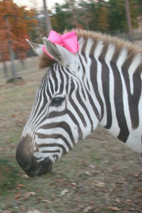 @searai🍀🦓