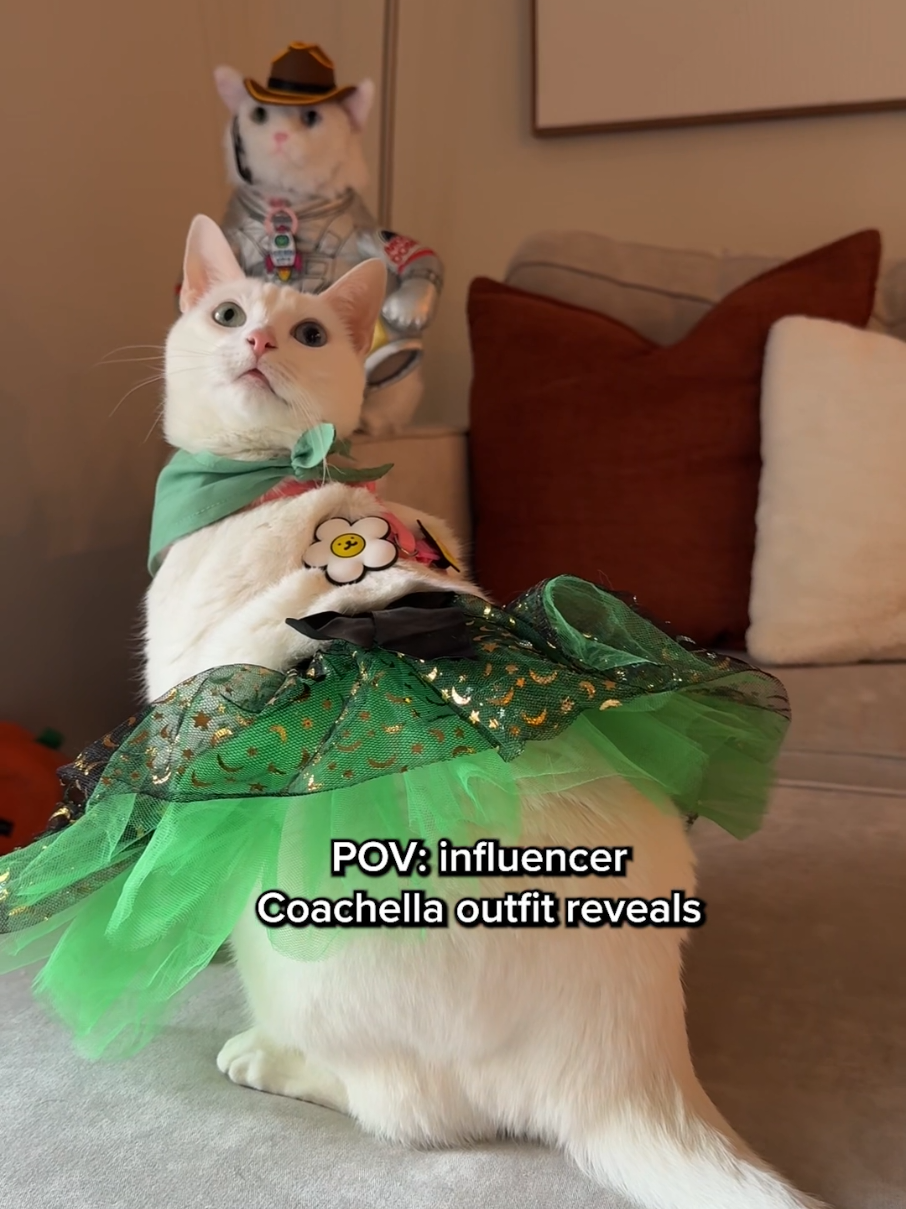 @Jiby Dog Crew