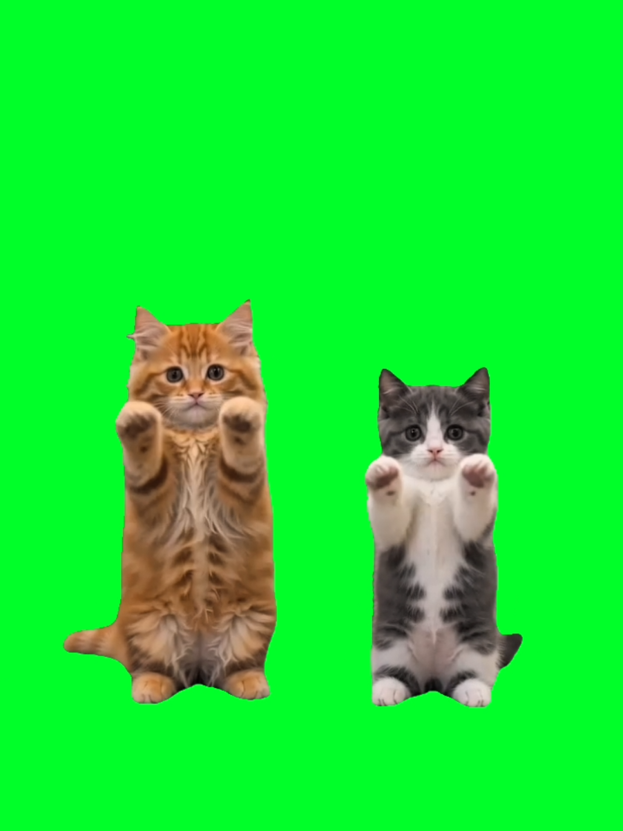 @TikTok Template