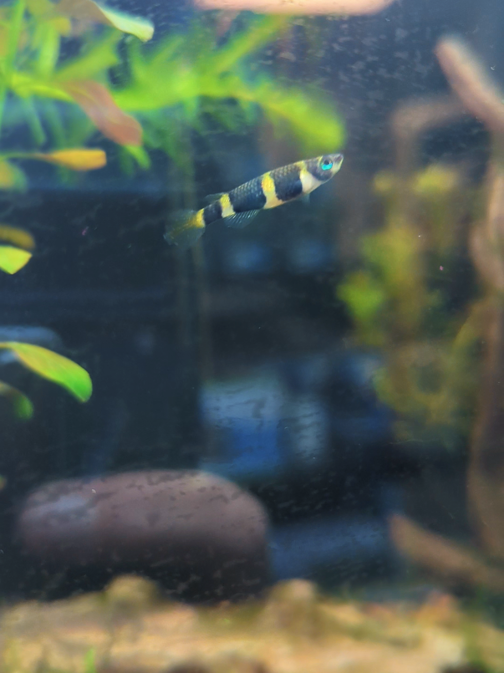 @B&M Aquatics