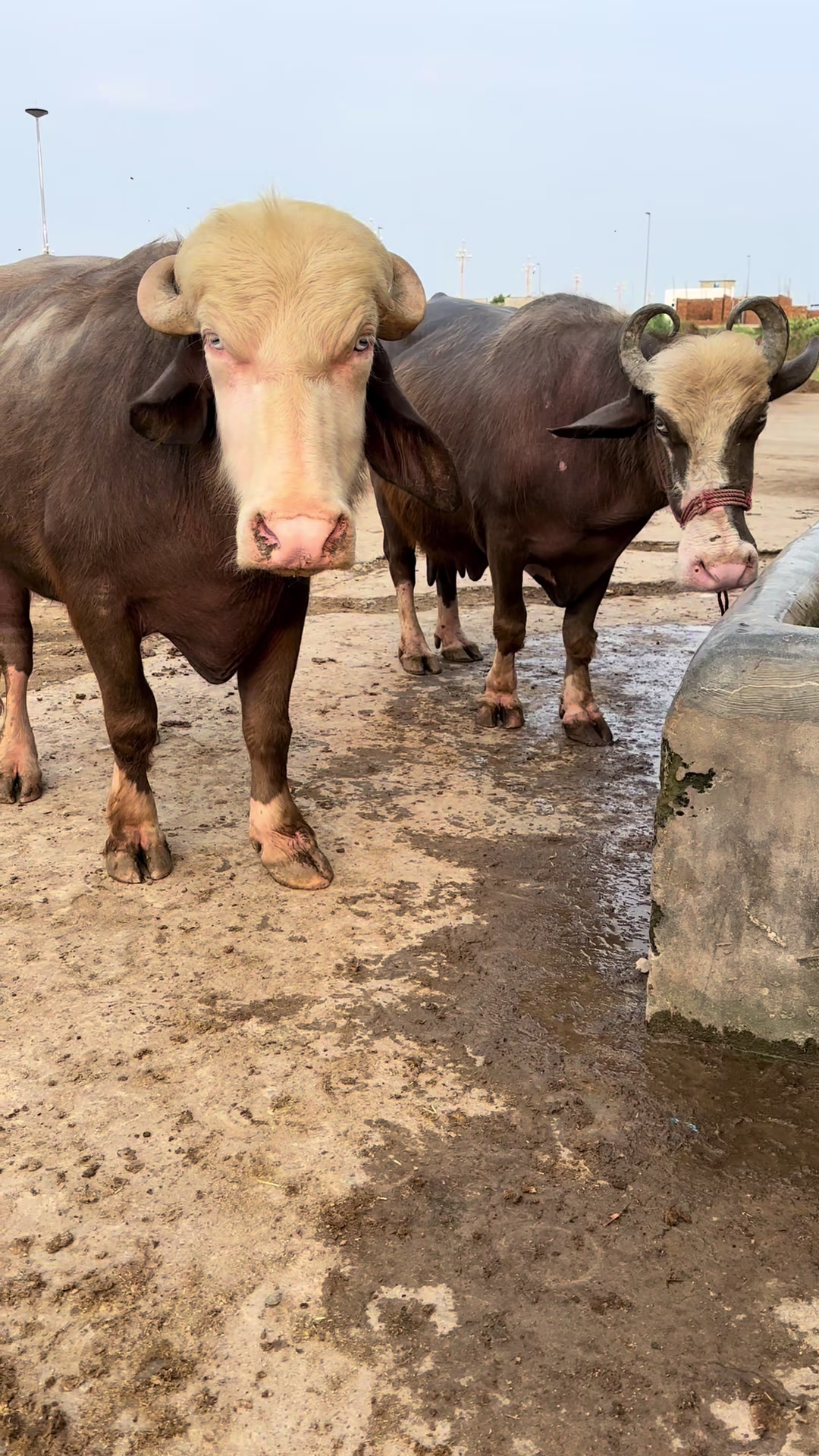 @Jutt Dairy Farm