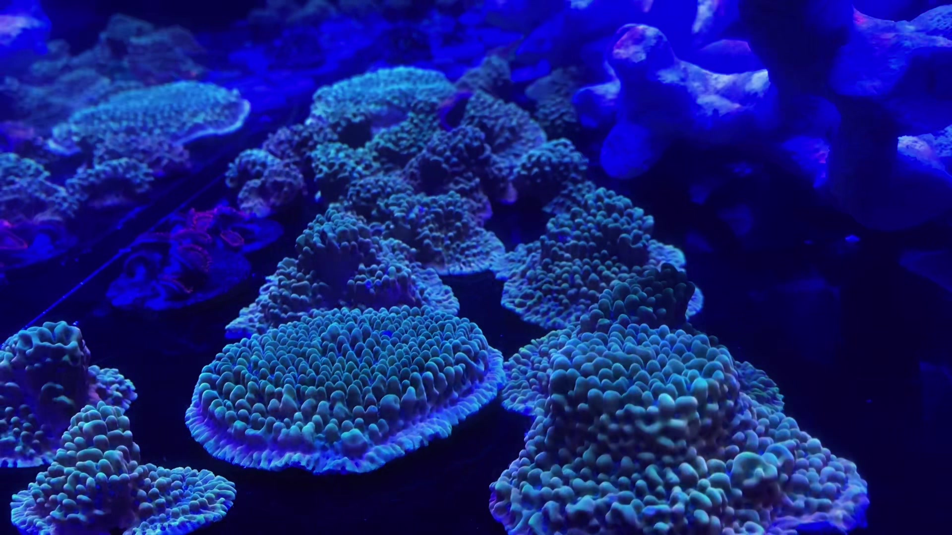 @Ts_reefs
