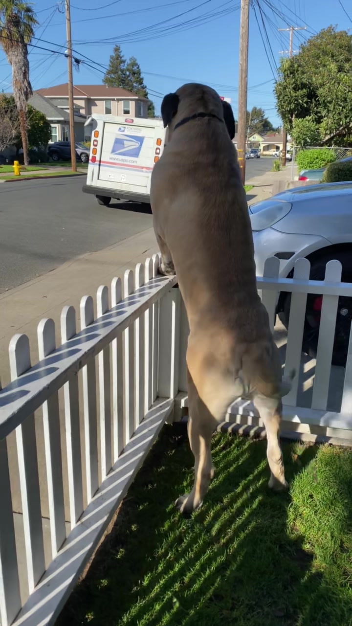 @Fronkythemastiff