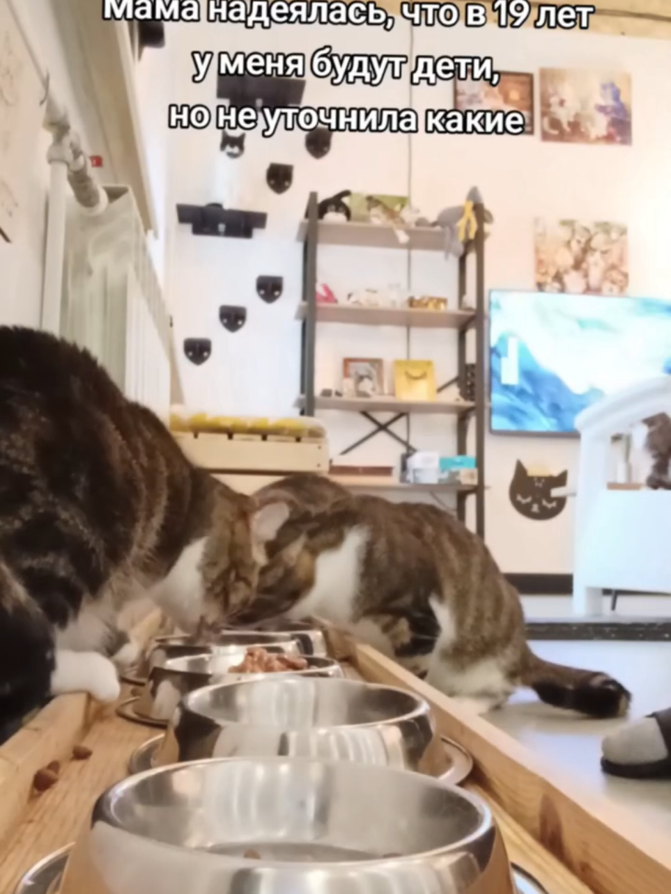 @Антошкин Кот
