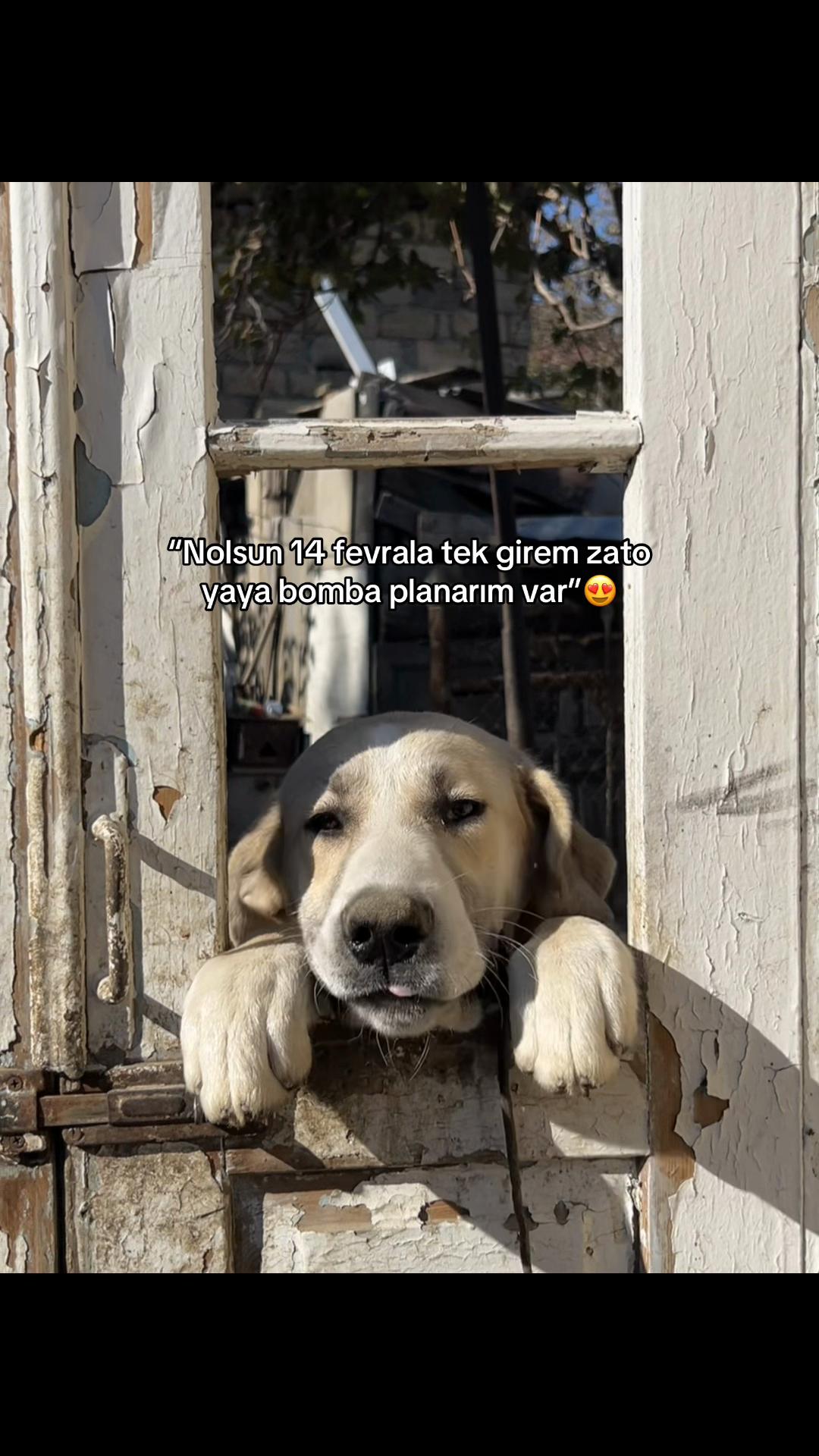 @☘️