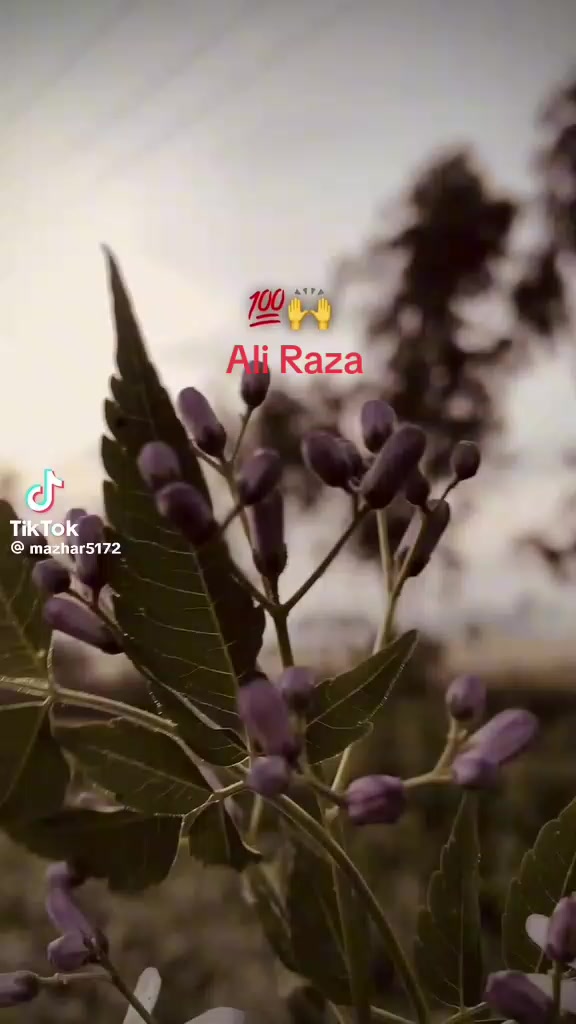 @AliRaza Awan
